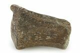 Fossil Turtle Paddle Element - Texas #322929-1